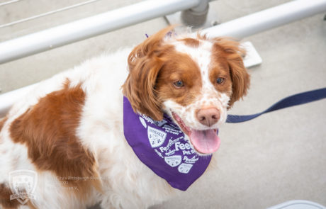 Pups at the Pitch - Louisville City FC